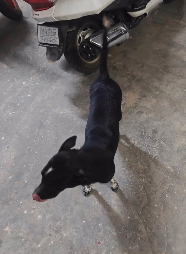 Blacky